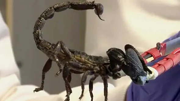 تولدی دیگر با زهر عقرب + فیلم