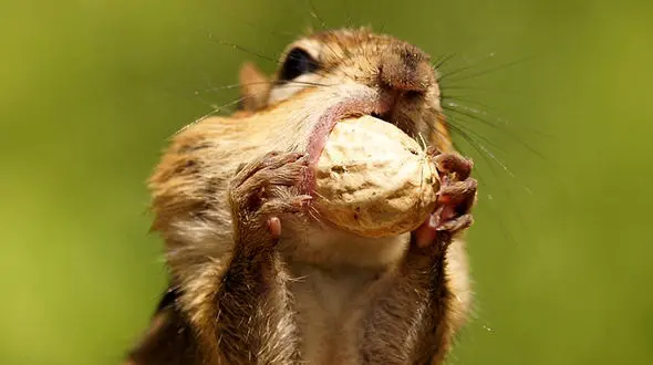 سنجاب طمع‌کار! + عکس