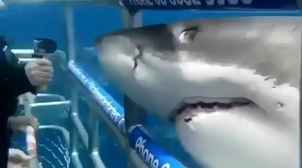 استقبال کوسه از عکس گرفتن + فیلم