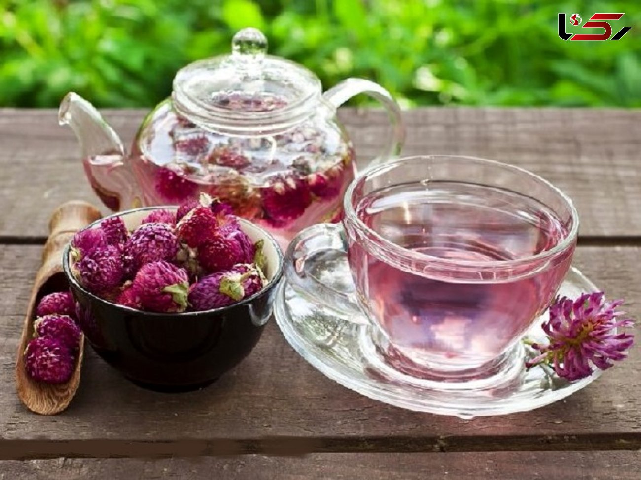 بیمه سلامت بدن با نوشیدن چای شبدر قرمز