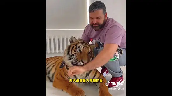 ببینید / فریم به فریم از ابراز محبت جالب یک ببر به مردی که بزرگش کرده است + فیلم 