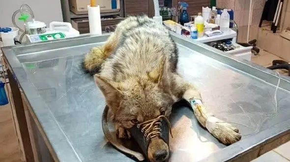 نجات گرگ گرفتار در چاه روستای گلین‌رود البرز