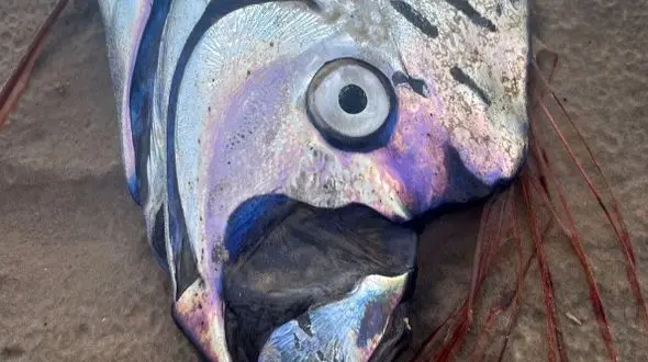 مشاهدۀ یک «ماهی آخرالزمان» بر روی شن‌های ساحل تاسمانی