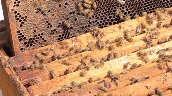 مرگ زنبورهای حیات بخش + فیلم