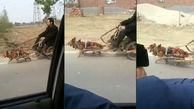 شکنجه عجیب سگ پاکوتاه توسط مرد تنبل + فیلم