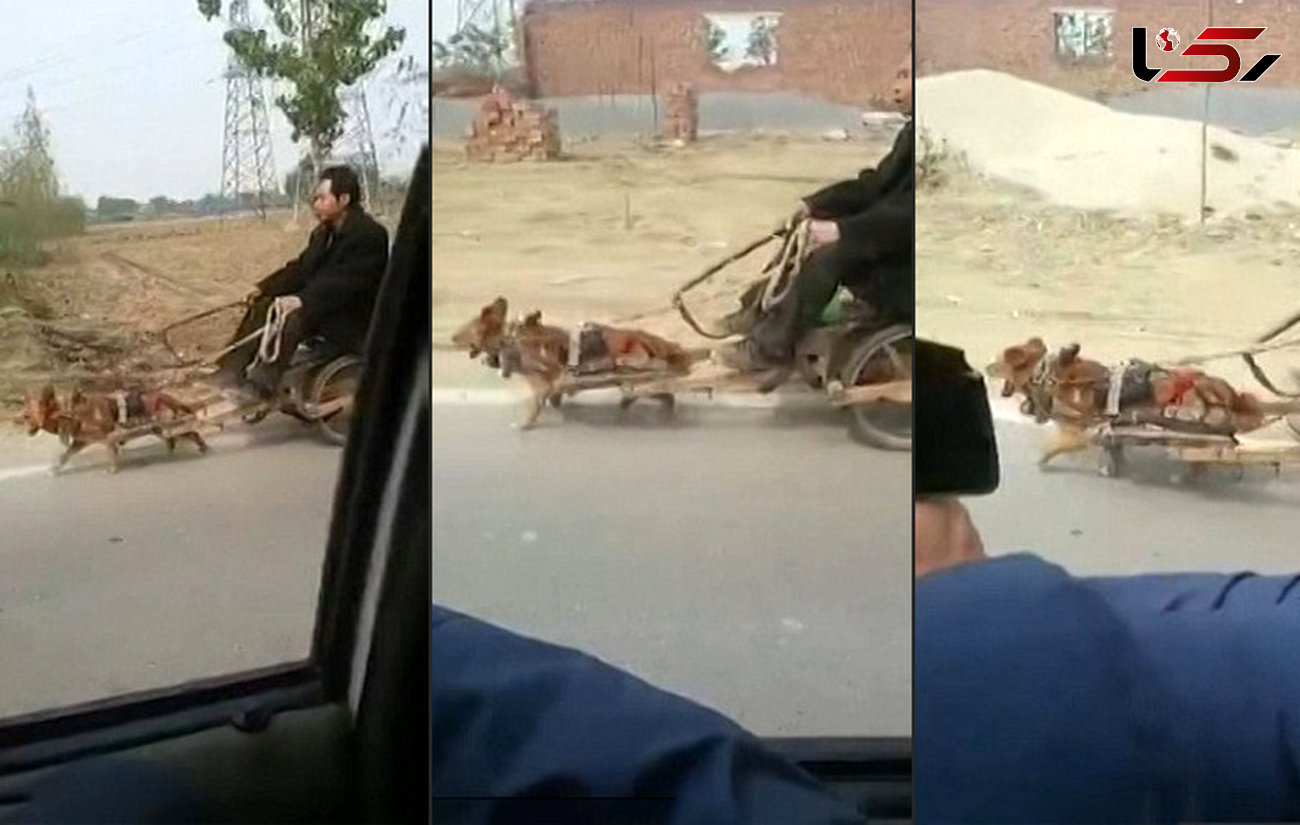 شکنجه عجیب سگ پاکوتاه توسط مرد تنبل + فیلم