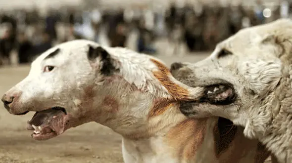 مرگ پسر 11 ساله زیر دندان های سگ های گله