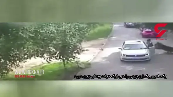 فیلم لحظه حمله مرگبار ببر به یک زن / ببر زن جوان را ازدست شوهرش گرفت و برد+تصاویر