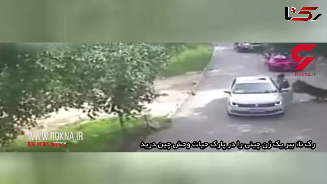 فیلم لحظه حمله مرگبار ببر به یک زن / ببر زن جوان را ازدست شوهرش گرفت و برد+تصاویر