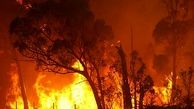 هزاران هندی برای مهار آتش سوزی جنگلی به پا خواستند