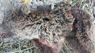 مرگ توله خرس قهوه ای در تصادف با خودرو در مازندان + عکس 