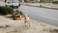 جزییات وحشتناک از حمله سگ های ولگرد به 2 دختربچه کرمانی + فیلم و عکس