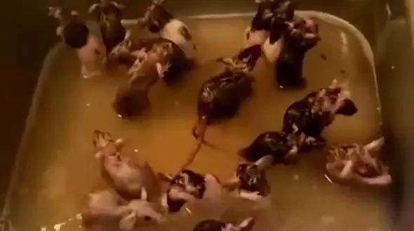 ببینید / فیلم عجیب از حمام کردن موش ها در سینک ظرفشویی 