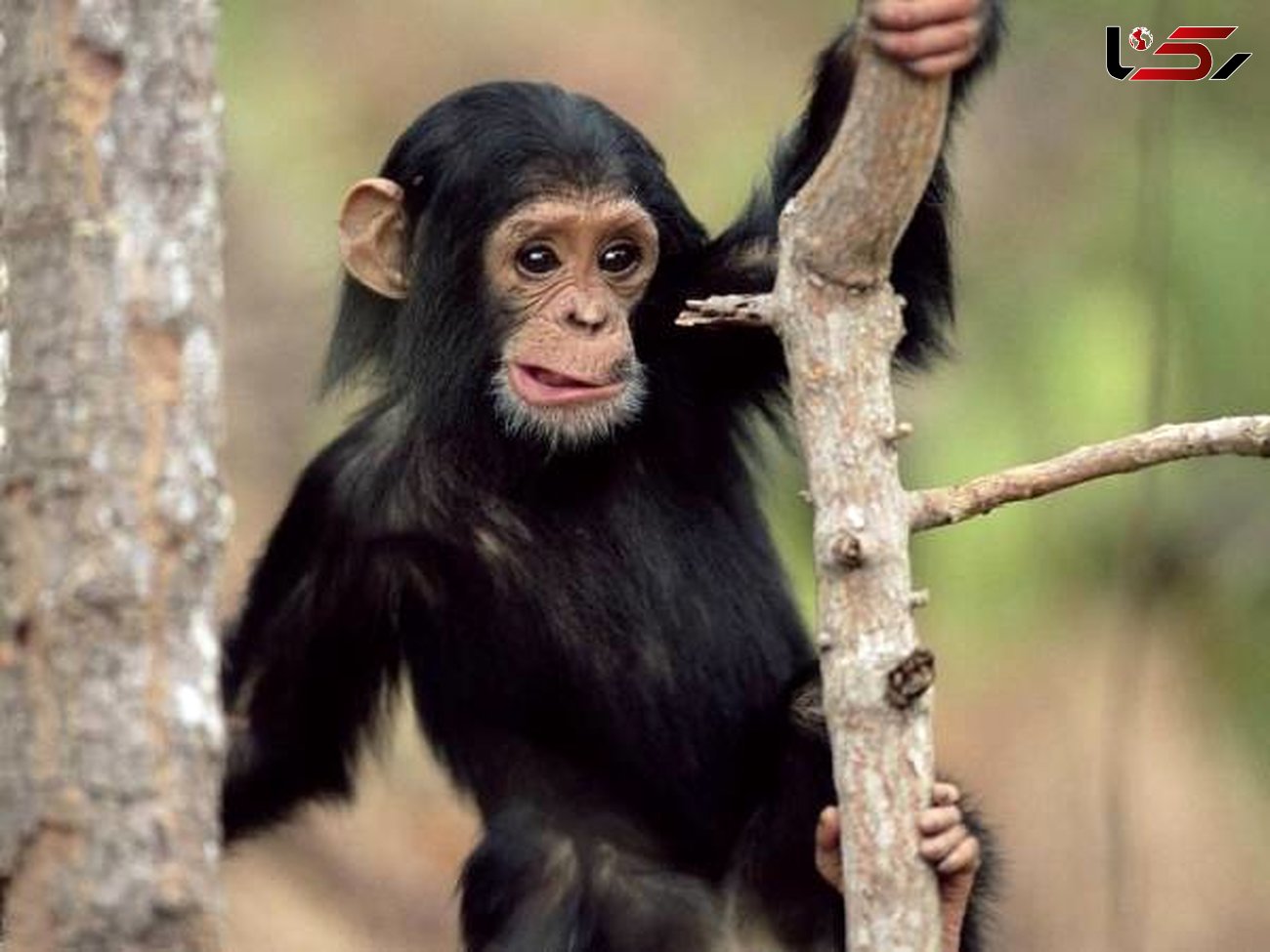 انسانی که الگوی رفتاری اش شامپانزه است
