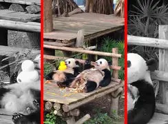 فیلم استراحت دیدنی دو پاندا در باغ وحش