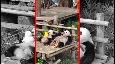 فیلم استراحت دیدنی دو پاندا در باغ وحش