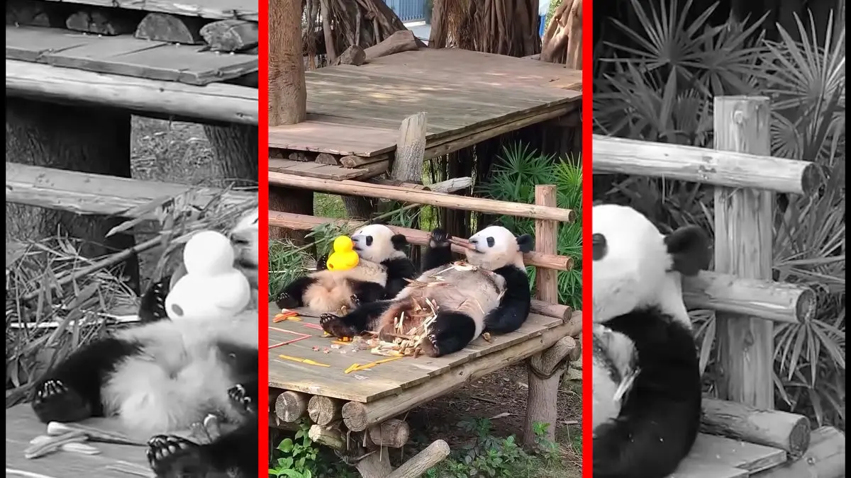 فیلم استراحت دیدنی دو پاندا در باغ وحش