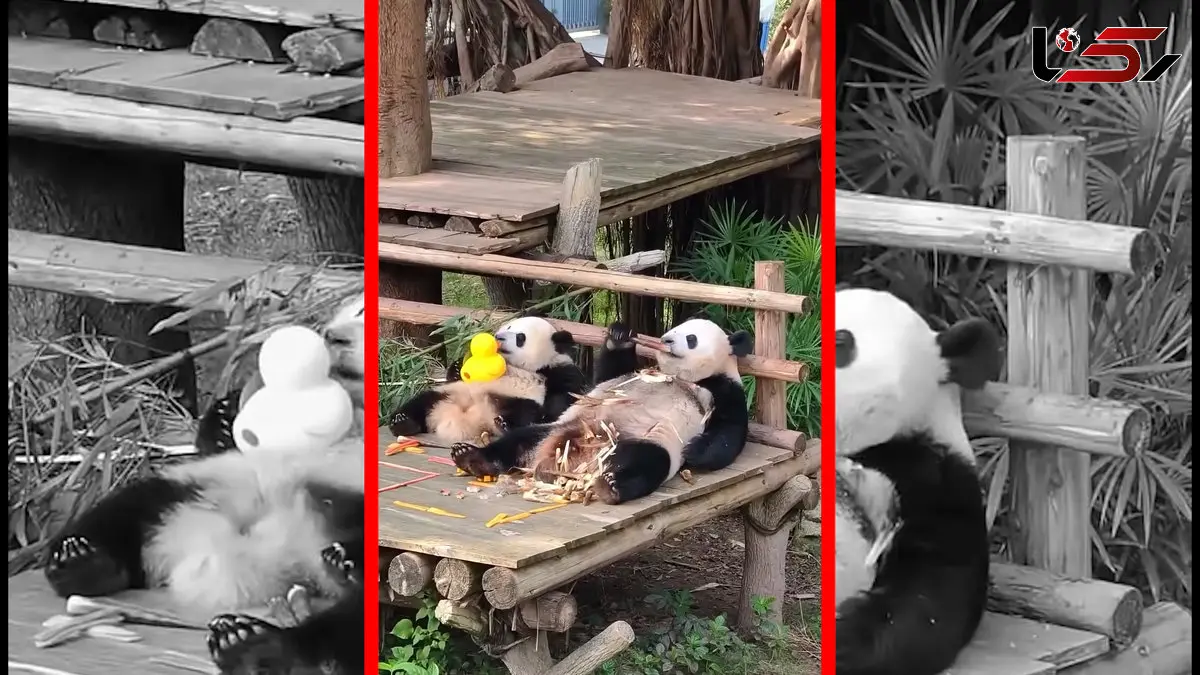 فیلم استراحت دیدنی دو پاندا در باغ وحش