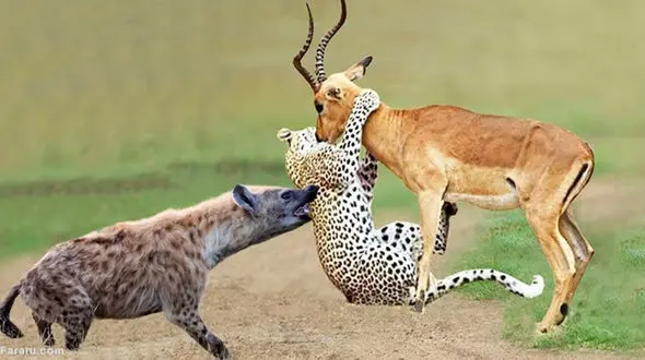 40 درصد از گونه های جانوری دنیا در معرض انقراض !