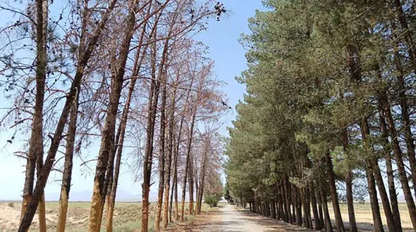 بیش از نیمی از درختان تهران گرفتار آفات و بیماری‌ها هستند