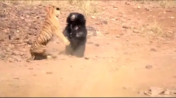 ببینید /  لحظه ترسناک حمله خرس سیاه به ببر غول‌ پیکر + فیلم