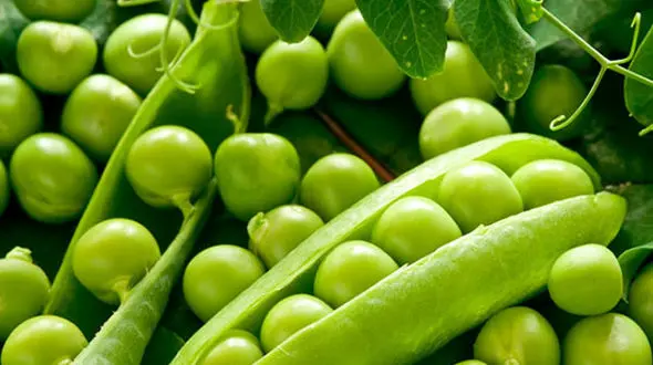 این ماده غذایی هم چاق کننده، هم لاغر کننده است!
