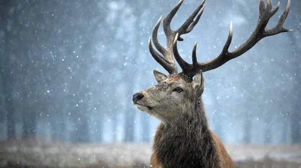 این گوزن شاخدار در فضای مجازی معروف شد+عکس