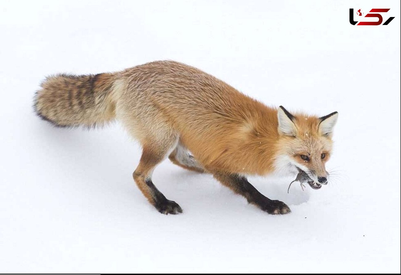 تصاویر دیدنی از شکار در میان لایه های ضخیم برف