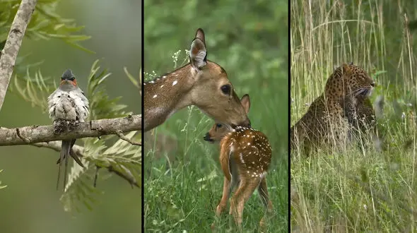 ببینید / لحظه های زیبای مادر فرزندی در حیوانات + فیلم 