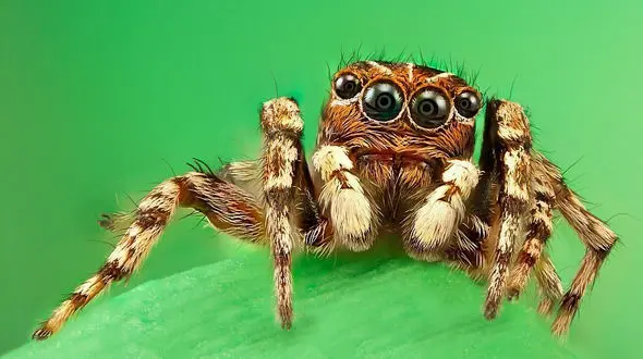 تصاویر شگفت انگیز از عنکبوت های جهنده که شبیه موجودات فضایی است