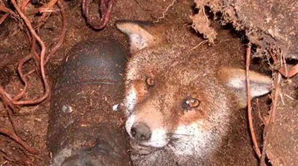 آیا شکار روباه جرم است؟