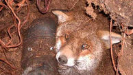 آیا شکار روباه جرم است؟
