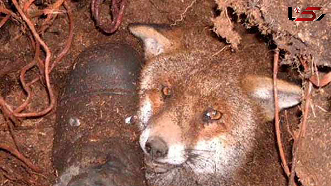 آیا شکار روباه جرم است؟