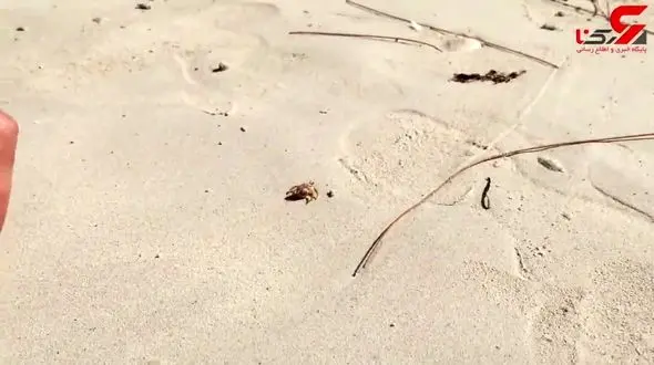 فداکاری کم نظیر مردم برای خرچنگ کوچک + فیلم (خوانده شود)