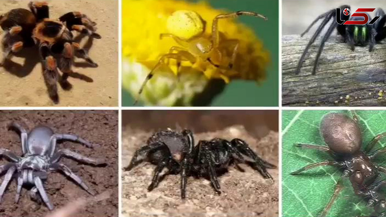 10 عکس سمی از عنکبوت ها