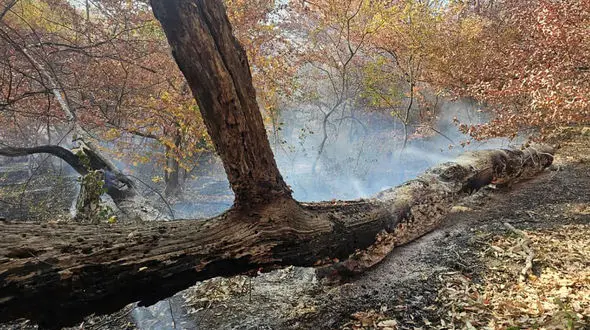 آتش جنگل های گلستان خاموش شد/ لکه گیری در حال انجام است