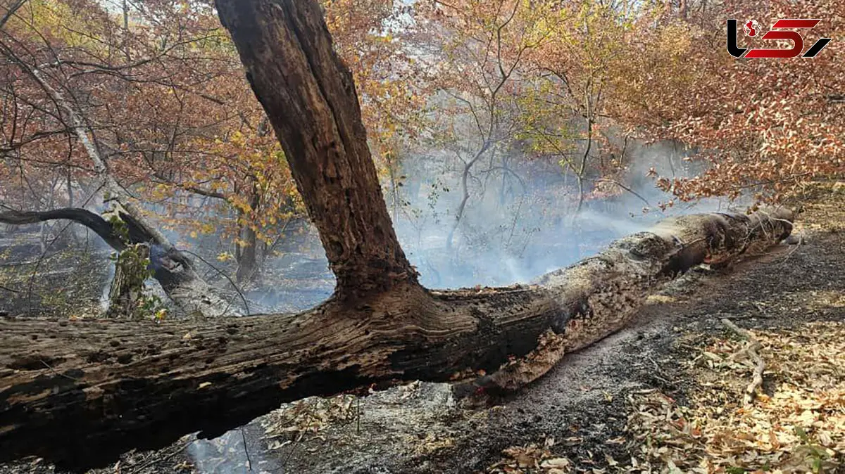 آتش جنگل های گلستان خاموش شد/ لکه گیری در حال انجام است