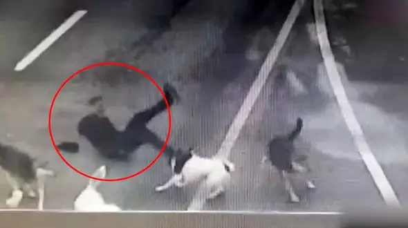 فیلم حمله ۶ سگ ولگرد به مرد سیاه پوش در وسط خیابان 