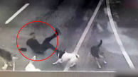 فیلم حمله ۶ سگ ولگرد به مرد سیاه پوش در وسط خیابان 