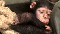 شامپانزه ای که ایران را به چالش کشید / باران  زنده می ماند؟  + عکس و جزئیات تلخ