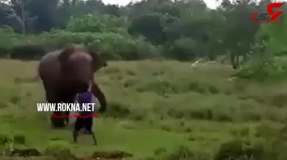 له شدن مرد جوان زیر پای فیل غول پیکر+فیلم