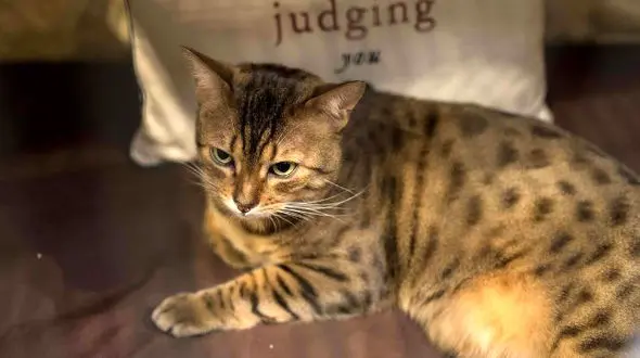 خبر نگران کننده / گربه ها کرونا می گیرند بویژه ولگردها