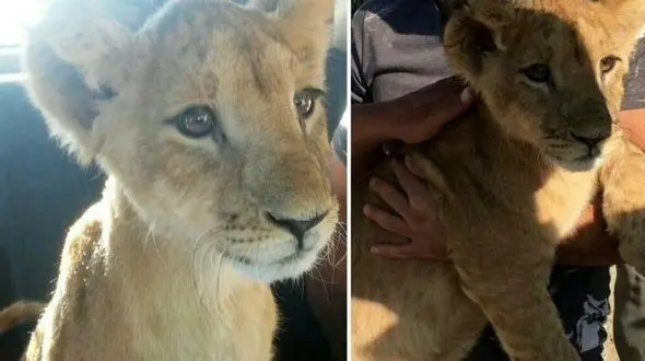  نجات یک قلاده توله شیر در اصفهان