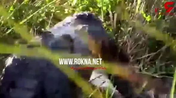 صحنه وحشتناک حمله کروکودیل به مار عظیم‌الجثه +فیلم 