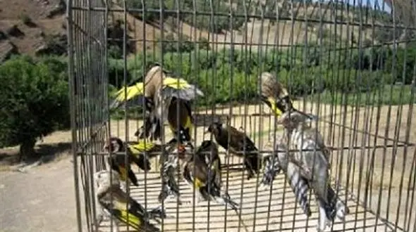 دستگیری متخلفین زیست محیطی صید غیر مجاز سهره طلایی در شهرستان پلدختر