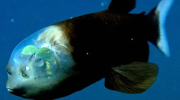 کله این ماهی از شیشه است! / مغزش را می توان دید +تصاویر 