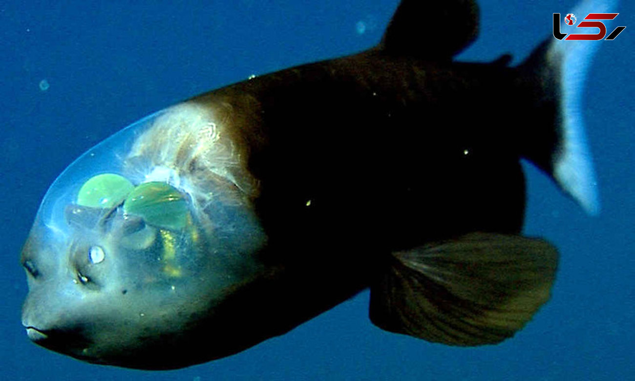 کله این ماهی از شیشه است! / مغزش را می توان دید +تصاویر 