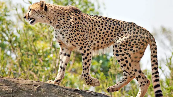 گرفتار شدن پلنگ ایرانی در چنگال سگ های گله