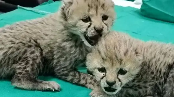 اولین عکس ها از 2 توله یوز پلنگ جنجالی این روزهای ایران ! / آنها یتیم هستند !