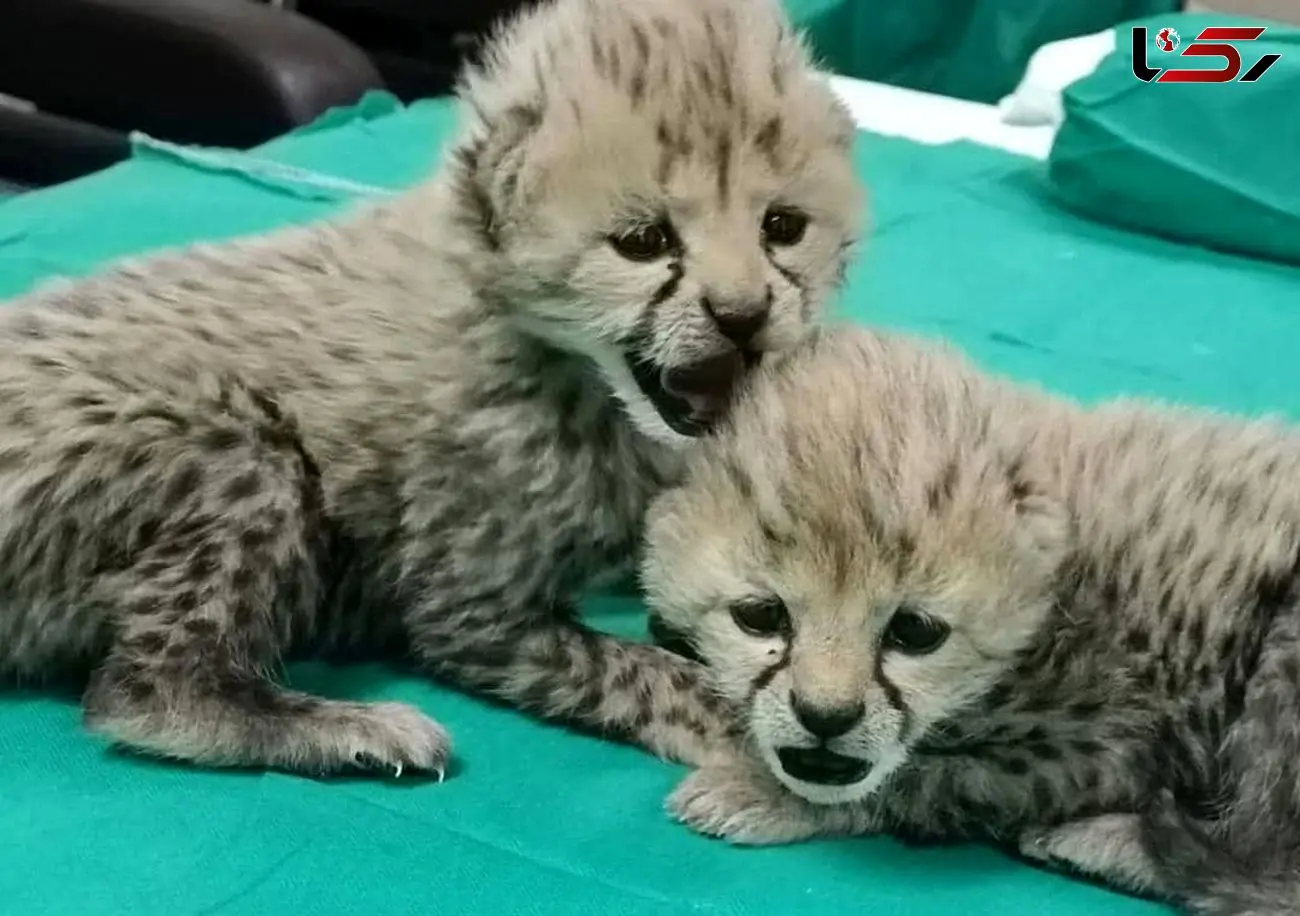 حال توله یوزهای توران خوب است